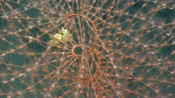 Iridogorgia spiraling coral bush. Image