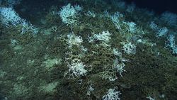 Live Lophelia pertusa interspersed with Lophelia pertusa rubble. Image