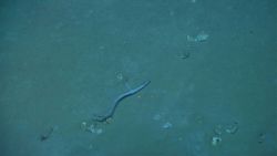 Duckbill eel and large shrimp. Image