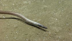 Duckbill eel Image