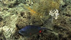 Deep sea fish, yellow feather star crinoid, and three types of corals. Image