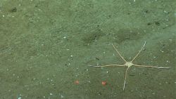 An orange brown brittle star with a pentagonal central disk. Image