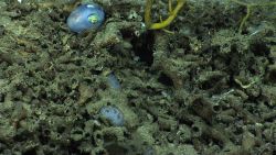 Life In The Deep Ocean Image