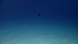 Life In The Deep Ocean Image