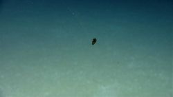 Life In The Deep Ocean Image