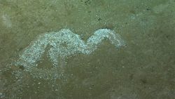 Did a shell-covered holothurian shed its shell cover here? See image expn2153 image expl7566 Image