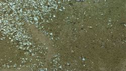 Did a shell-covered holothurian shed its shell cover here? See image expn2153 image expl7566 Image