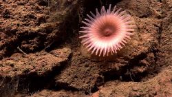 Looking like a cartoon sun, this large pinkish-white anemone has two rows of tentacles. Photo