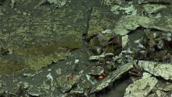 Dead cup corals at the base of an escarpment. Image