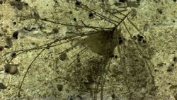 Dead coral bush and blackening corals on a canyon wall. Image