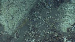Dead cup coral debris in sediment chute. Image