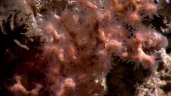Lophelia pertusa coral with polyps extended. Image