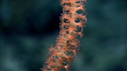 Polyps extended on a bamboo whip coral. Image