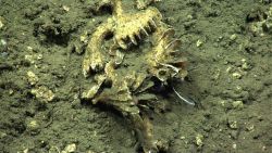 Dead cup corals with what seem to be small octorals and a white tube worm with cirri extended. Image