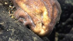 Large brown and white object seen in expn2802 Image