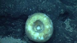 Looking down on a large circular sponge. Image