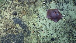 A purple slime star with large osculum. Image
