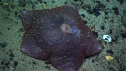 A purple slime star with large osculum. Image