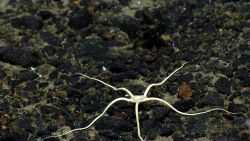 A large white brittle star on a black pebble substrate. Image
