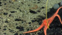 An orange starfish or a sand star Image