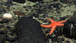 An orange starfish or a sand star Image