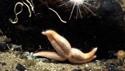 A beautiful marine animal at bottom of ocean. Image