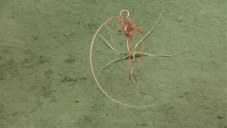 A large pink brittle star on a whip octocoral Image