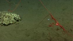 A red brittle star on a whip octocoral Image