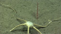 A large white brittle star doing pushups Image