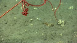Arms of a bright red brittle star on a whip coral. Image