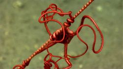 Arms of a bright red brittle star on a whip coral. Image