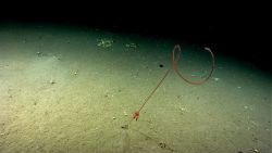 A red brittle star residing on a whip octocoral bush while white brittle stars are seen on the seafloor. Image