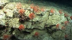 An aggregation of large brisingid starfish on a canyon wall. Image