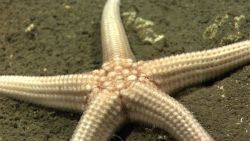 A large white starfish on sediment covered bottom Image