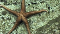 A large brownish starfish on sediment covered bottom Image