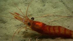 A large red shrimp with dark red bands. Image