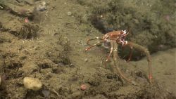 A large orange squat lobster with dirty appearing chelae. Image