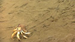 A hermit crab in a gastropod shell. Image