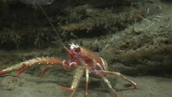 A large orange squat lobster with dirty appearing chelae Image