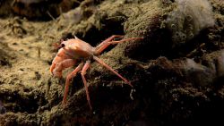 A small orange crab, perhaps a juvenile red crab. Image