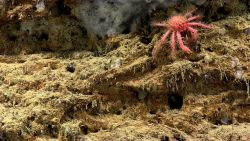 A very spiky looking little pink crab. Image