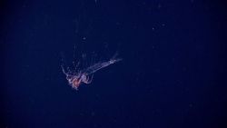 A translucent shrimp swimming in the water column. Image