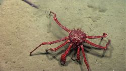 A large red lithodid crab Image