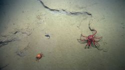 A large red lithodid crab, a smaller red crab (Chaceon quinquedens) and a small fish. Image