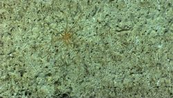 A pycnogonid crab on a canyon wall Image