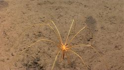 A pycnogonid crab on a sediment bottom with its proboscis extended downward Image
