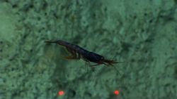A swimming shrimp next to a canyon wall Image