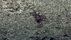 A large lithodid crab crawling along a rock wall Image