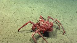 A large red lithodid crab crawling along a silty bottom. Image