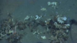 An in-focus pycnogonid spider crab walking above an area strewn with cup coral rubble (out of focus). Image